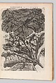Specimen historiae plantarum, Paul de Reneaulme (French, 1560–1624), Printed book, containing 25 etched plates