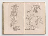 Herbarum vivae eicones, Otto Brunfels (German, ca. Mainz 1488–1534 Bern), Woodcut