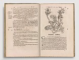 Herbarum vivae eicones, Otto Brunfels (German, ca. Mainz 1488–1534 Bern), Woodcut