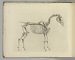 Written and illustrated by George Stubbs | The Anatomy of the Horse