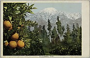 A California Anomaly, Snow and Oranges, Pasadena, California, No. 7782, Detroit Publishing Company (American), Commercial color lithograph