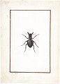 A Stag Beetle, Pierre Joseph Redouté (French, 1759–1840), Watercolor heightened with white on vellum