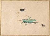A Great Green Bush Cricket (Tettigorica viridissima Linneaeus), A Clioniona Spider, and a Beetle, Anonymous, Dutch, 17th century ? Dutch, Pen and ink, watercolor, and gouache