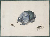 Studies of a Blue Beetle and Insects, Pieter Holsteyn II Dutch, Gouache and watercolor