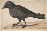 A Crow, Anonymous, Italian, 17th century, Watercolor with body color on paper