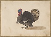 A Turkey, Anonymous, Dutch Dutch, Bodycolor