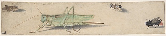 A Katydid, a Fly, a Bee, and a Fulgoroid, Anonymous, Dutch, 17th century ? Dutch, Pen and brown ink, gray wash, gouache, and watercolor