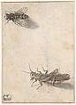 A Grasshopper and a Bee, Anonymous, Dutch, 17th century ? Dutch, Pen and black ink, gray wash, gouache, and watercolor