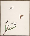 A Caterpillar and Two Moths on a Branch and Two Butterflies, Nicolaas Struyk  Dutch, Pen and black ink and watercolor over touches of graphite