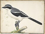 A Great Grey Shrike, Pieter Holsteyn II Dutch, Watercolor and bodycolor
