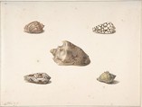 Five Shells, George Jacobus Johannes van Os  Dutch, Watercolor