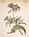Study of a red catchfly (Lychnis hirsuta), Herman Saftleven II  Dutch, Watercolor, gum arabic, and white gouache (oxidized to silver) over black chalk