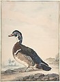 A Duck, Aert Schouman  Netherlandish, Watercolor and gouache