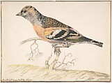 Bramling (Fringilla Montifringilla), Gerardus van Veen  Dutch, Watercolor over graphite; framing lines in pen and brown ink