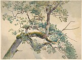 Tree Branches, Charles Reginald Aston  British, Watercolor over graphite