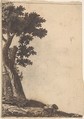 Study of a Tree, Anonymous, Netherlandish, 16th century  Netherlandish, Pen and brown ink
