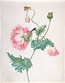 A Poppy in Three Stages of Flowering, with a Caterpillar, Pupa and Butterfly, Johanna Helena Herolt (née Graff)  German, Watercolor and gouache over traces of black chalk