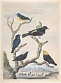 Six South American Birds, Abraham Meertens Dutch, Watercolor over traces of black graphite