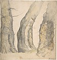 Study of Three Old Gnarled Trees, Jan Siberechts  Flemish, Watercolor and brush and gray wash