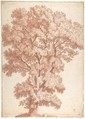 Tree, Ercole Procaccini The Younger Italian, Red chalk over black chalk on light tan paper; ruled framing lines in pen and brown ink