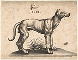 A Dog Looking to the Right, Tobias Stimmer Swiss, Pen and gray ink, brush and black and gray wash