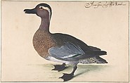 A Male Teal, Johann Jakob Walther German, Watercolor and gouache heightened with gum Arabic