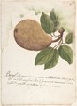 Pear, Anonymous, Italian, Venetian, 18th century Italian, Brush with yellow, brown and green watercolor, over red crayon or chalk, on cream laid paper (recto); red chalk scribbles (verso)