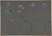 Study of Three Flowers, Johann Christian August Birnbaum (German, Dresden 1729–1807 Meißen), Gouache