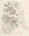 Study of a Tree, Tina Blau  Austrian, Black chalk