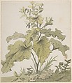 Study of a Plant, Christian Wilhelm Ernst Dietrich German, Watercolor over graphite; framing lines in graphite