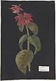 Monarda didyma/ Scarlet Lion's Tail, The Hon. Booth Grey  British, Paper mosaic: cut piece of laid paper colored with watercolor, laid onto a supporting sheet colored entirely with black ink and marked with a white paper label