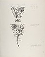 Floral Tailpiece Designs for "The Duchess of Malfi" and "The White Devil", Henry Weston Keen  British, Pen and black ink