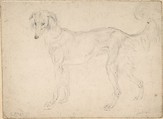 Study of a feathered saluki, facing left, Sir Edwin Henry Landseer British, Graphite