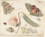 Studies of Fruits, Insects and Shells, Georg Flegel German, Watercolor on parchment