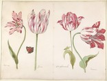 Four Tulips:  Boter man (Butter Man), Joncker (Nobleman), Grote geplumaceerde (The Great Plumed One), and Voorwint (With the Wind), Jacob Marrel (German, Frankenthal 1613/14–1681 Frankfurt am Main), watercolor on vellum