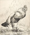 The Old Cock, Félix Bracquemond (French, Paris 1833–1914 Sèvres), Etching