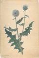 Study of a thistle, James Sowerby  British, Watercolor and gouache (bodycolor) over graphite on buff-colored paper