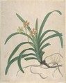 Study of an orchid, "Vanda Roxburgia", James Sowerby  British, Watercolor and gouache (bodycolor) over graphite on white parchment paper