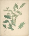 Holly Leaves, Anonymous, British, 19th century British, Watercolor