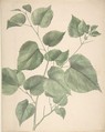 Leaves, Anonymous, British, 19th century  British, Watercolor