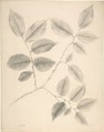 Elm Leaves, Anonymous, British, 19th century  British, Graphite