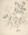 Leaves and Flowers, Anonymous, British, 19th century  British, Graphite