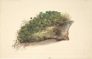 Study of a piece of turf, Anonymous, British, early 19th century  British, Watercolor over graphite on buff-colored paper