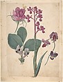 A Sheet of Studies of Flowers: A Rose, a Heartsease, a Sweet Pea, a Garden Pea, and a Lax-flowered Orchid, Jacques Le Moyne de Morgues (French, Dieppe ca. 1533–1588 London), Watercolor and gouache, over black chalk