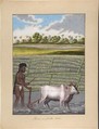 Plower in Pulla Caste, from Indian Trades and Castes, Anonymous, Indian, 19th century Indian, Watercolor and gouache