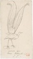 A Lyre Bird, Charles Meryon French, Graphite