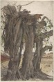 Study of a Stump with Aerial Roots, Woldemar Friedrich  German, Watercolor and bodycolor, over graphite