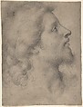 Head of a Bearded, Young Man in Profile Facing Right, Bronzino (Agnolo di Cosimo di Mariano) Italian, Black chalk on light brown paper