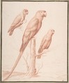 Three Parrots, Nicolas Robert (French, Langres 1614–1685 Paris), Red chalk