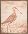Curlews and Ducks, Nicolas Robert (French, Langres 1614–1685 Paris), Red chalk